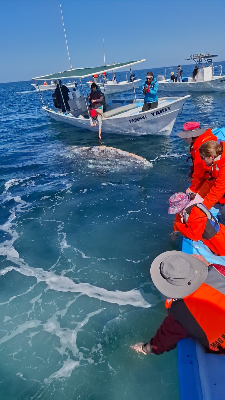 Tour de un día observando ballenas